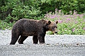 Alaska Wildlife-18